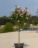 Blushing Bride Althea Tree Form with pink flowers in a container at the nursery