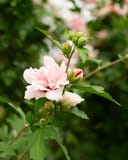 Blushing Bride Althea Tree Form with pale pink flowers and unopened buds on leafy branches