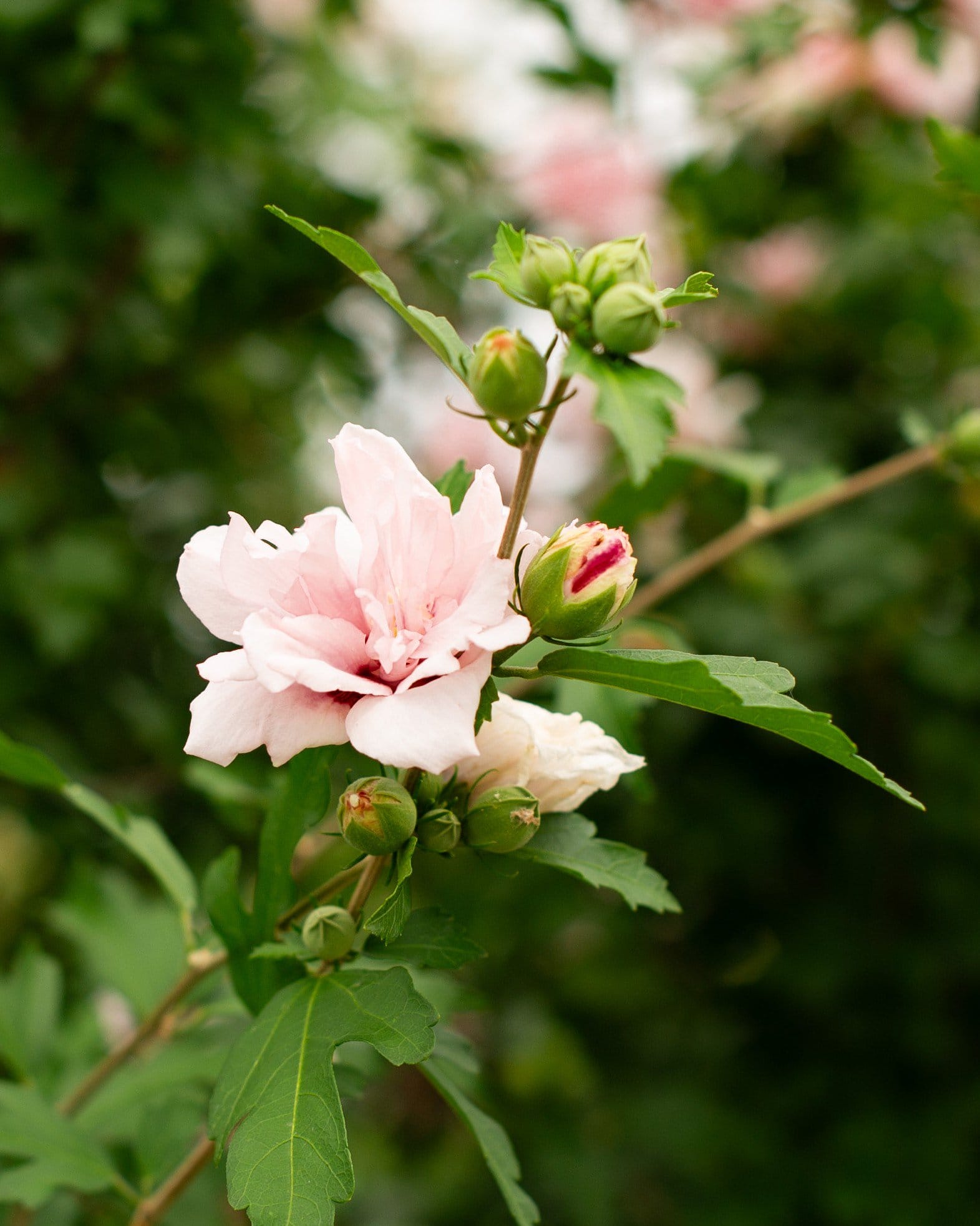 Blushing Bride Althea Tree Form - view 4