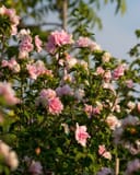Blushing Bride Althea Tree Form with abundant pink and white double flowers