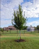 Brandywine Maple young tree supported by stakes in a grassy residential landscape