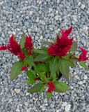 Bright Sparks Burgundy Celosia with vivid red feathery blooms and green foliage over gravel