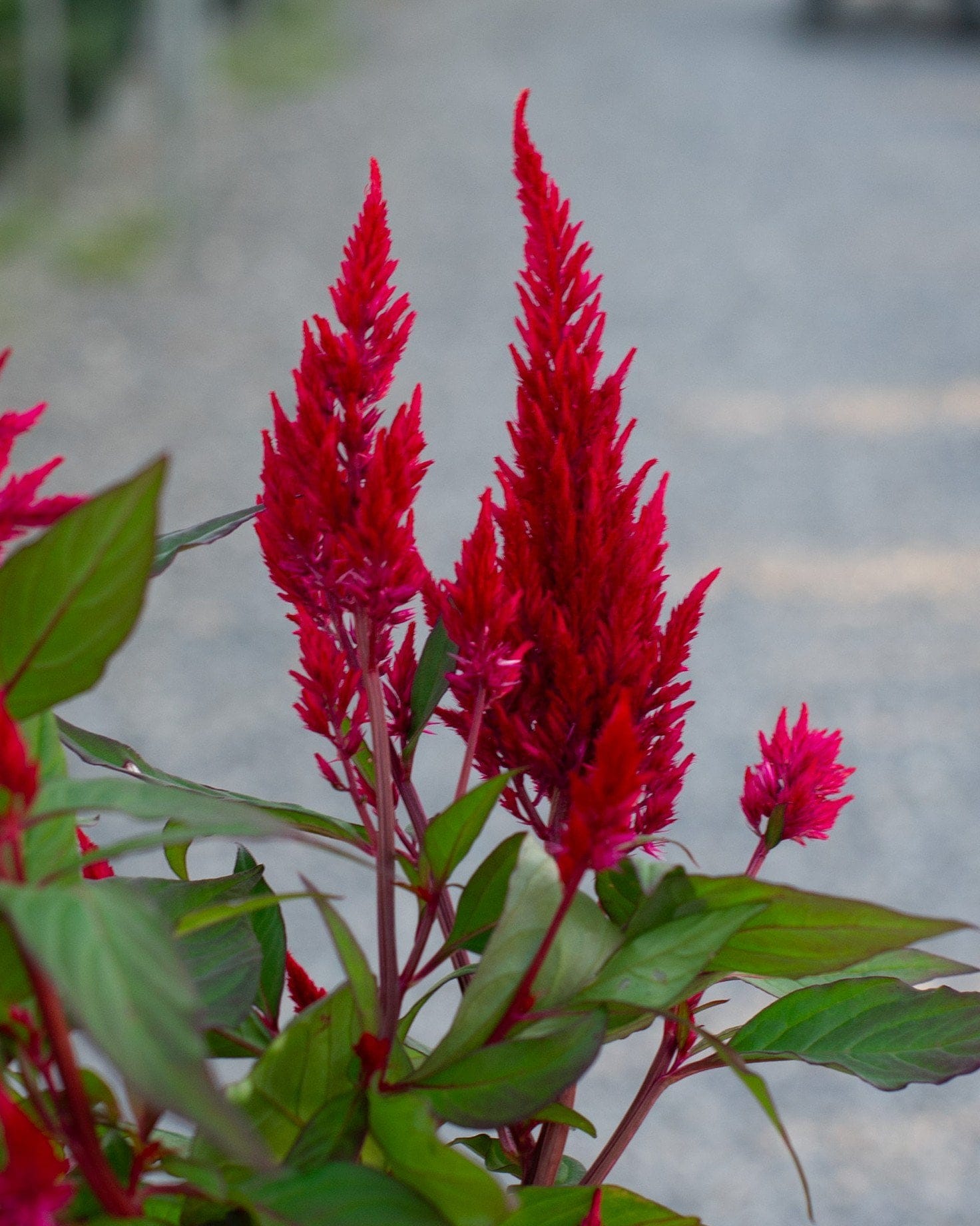 Bright Sparks Burgundy Celosia red flower spikes Bright Sparks Burgundy Celosia with vivid red flower spikes and green foliage