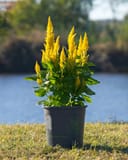 Bright Sparks Yellow Celosia with vivid yellow flower spikes in a black nursery container by a pond
