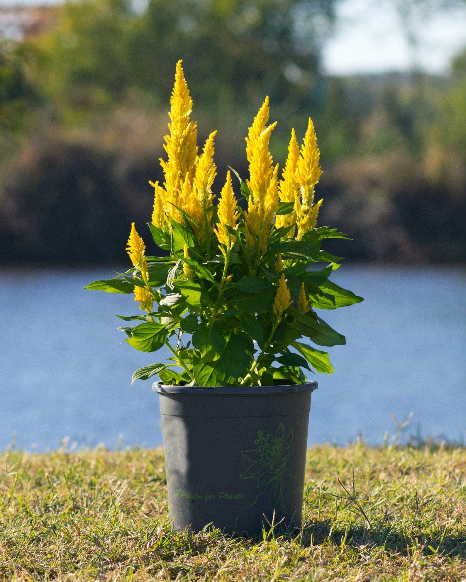 Bright Sparks Yellow Celosia yellow flower spikes Bright Sparks Yellow Celosia with vivid yellow flower spikes in a black nursery container by a pond
