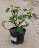 Brown Turkey Fig with green lobed leaves growing in a black nursery container
