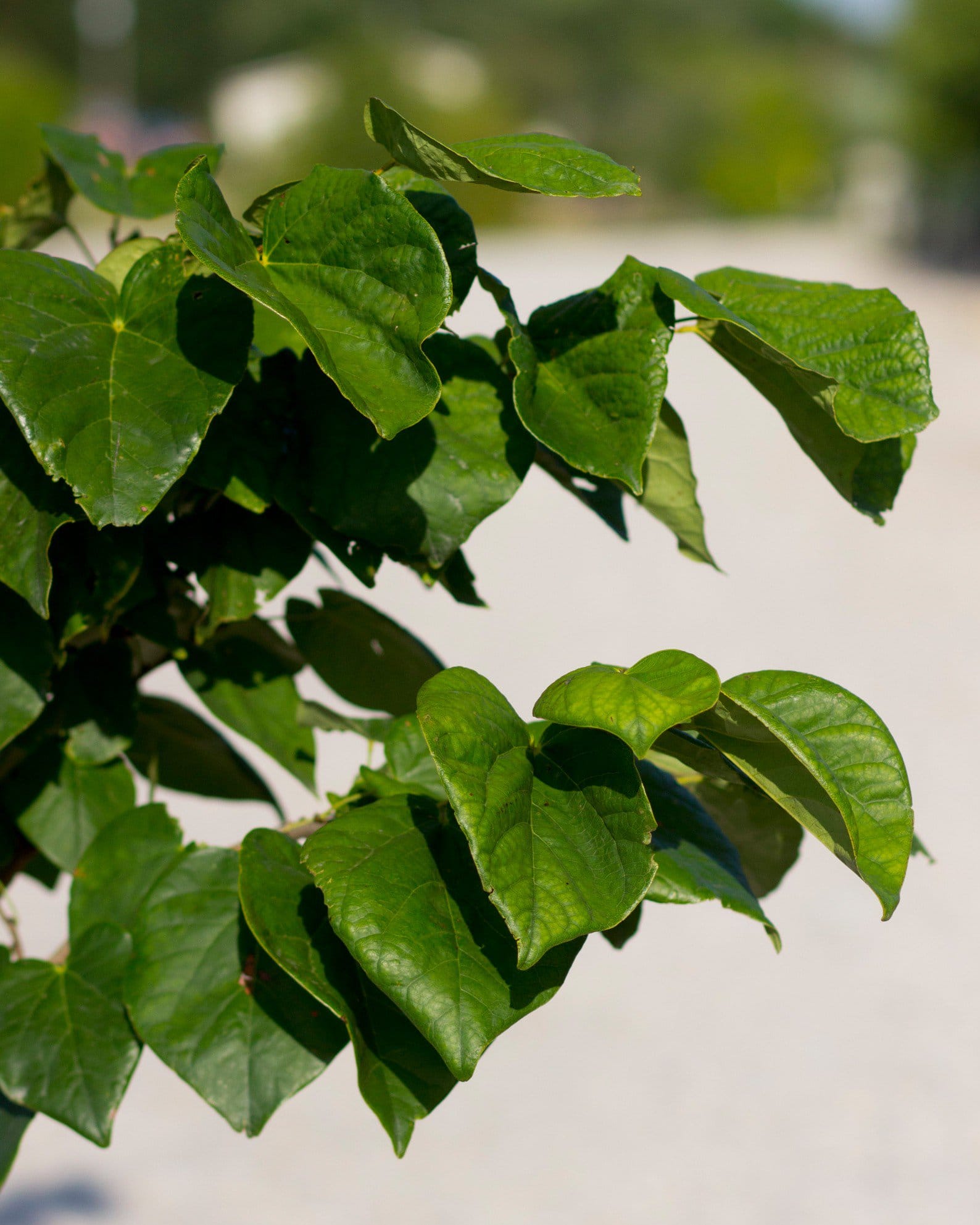 Bubble Gum Redbud - view 4
