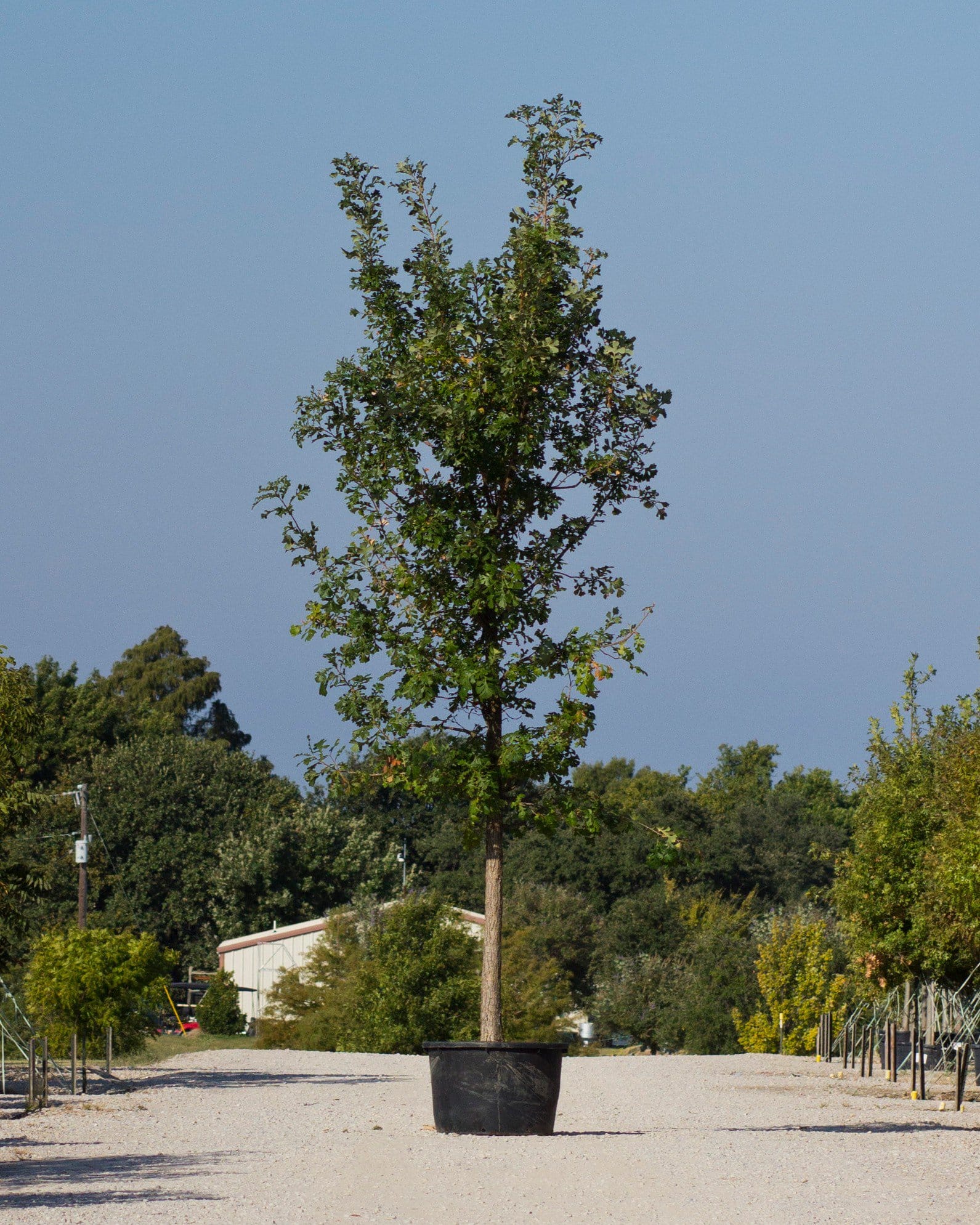 Bur Oak container tree Bur Oak tree growing in a large container at the nursery