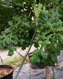 Bur Oak with lobed green leaves growing in a nursery container