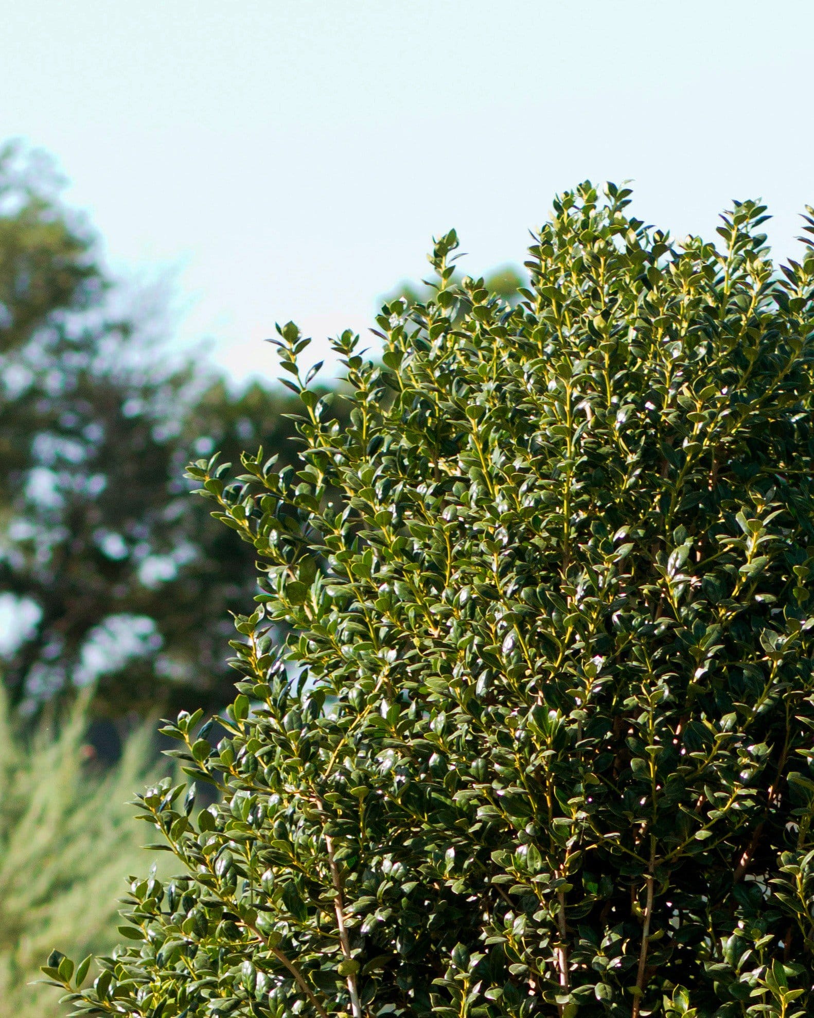 Burford Holly Tree Form glossy foliage Burford Holly Tree Form with dense glossy green foliage outdoors