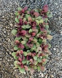 Burgundy Glow Ajuga with burgundy and green leaves growing over gravel