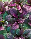 Burgundy Glow Ajuga with textured purple, green and pink variegated leaves