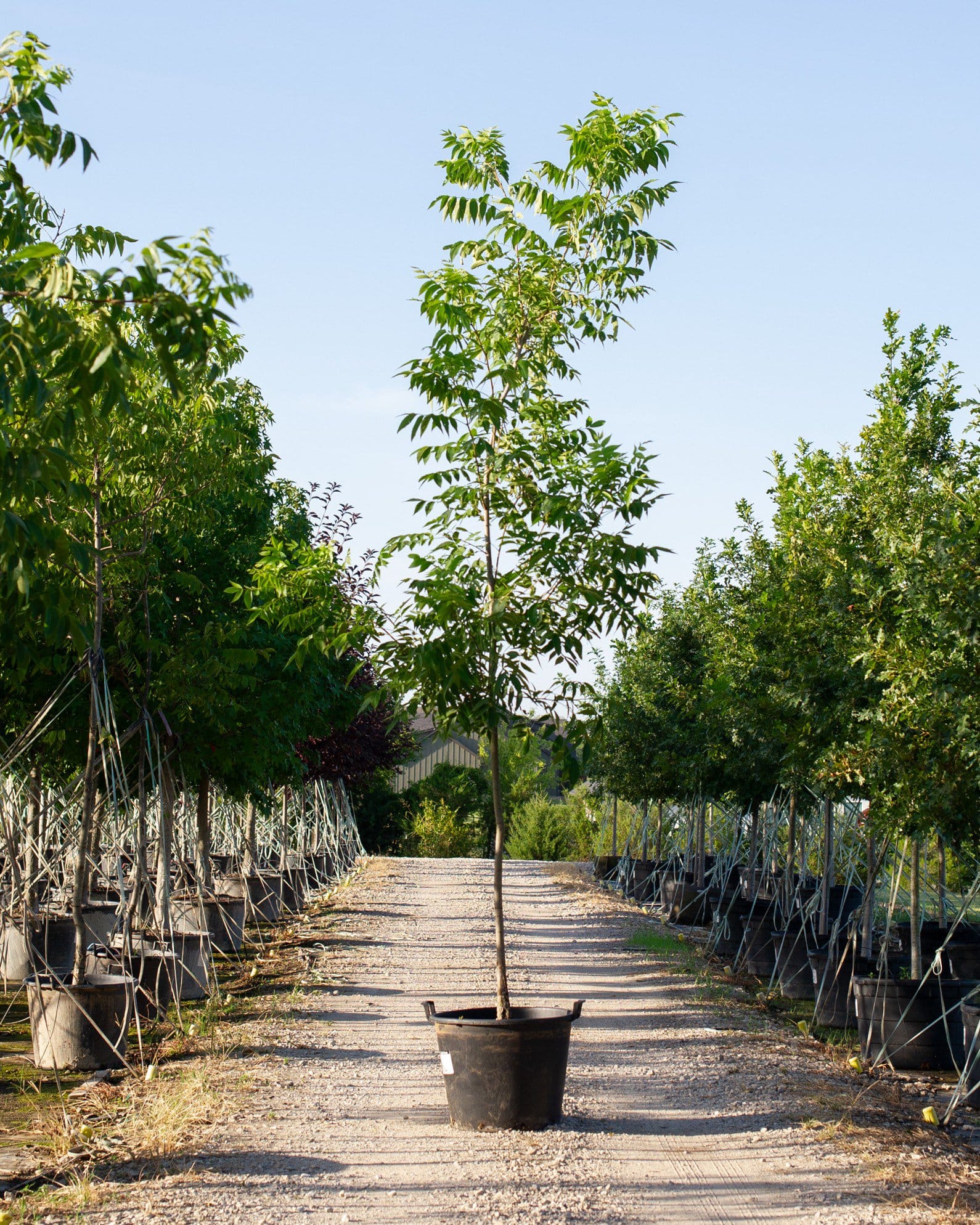 Caddo Pecan container tree Caddo Pecan tree in a container along a nursery aisle