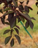 Canada Red Chokecherry branch with dark burgundy leaves in a nursery setting