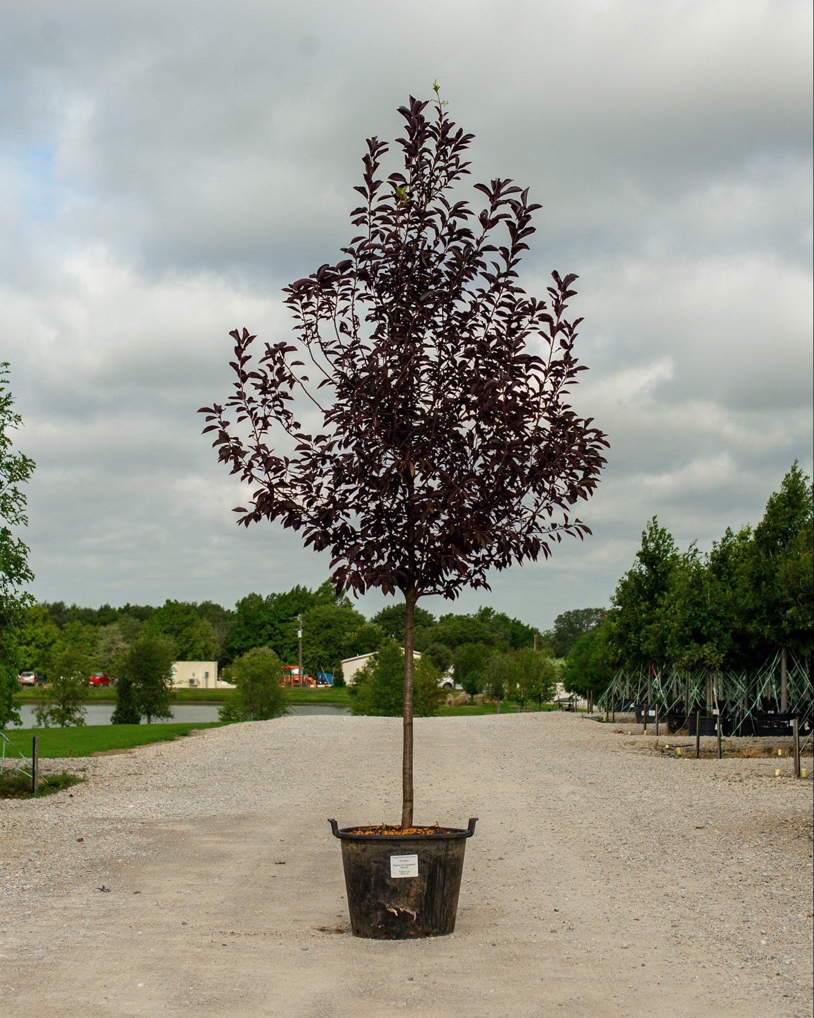 Canada Red Chokecherry