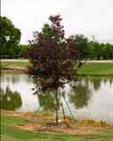 Canada Red Chokecherry with burgundy foliage planted beside a pond and supported by stakes