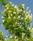 Canada Red Chokecherry with green leaves and abundant white flower clusters against a blue sky