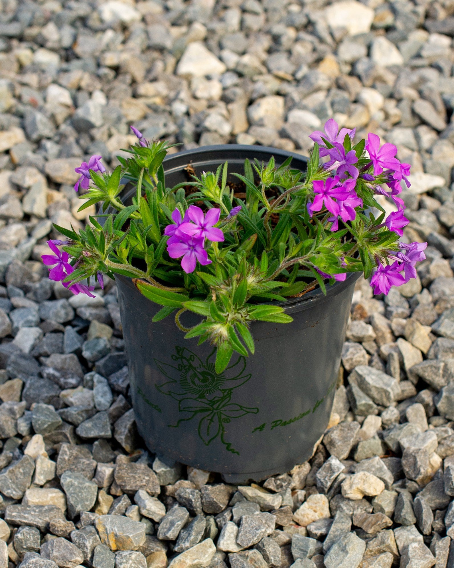 Candy Cloud Dark Pink Phlox pink blooms Candy Cloud Dark Pink Phlox blooming with vivid pink flowers in a black nursery container on gravel