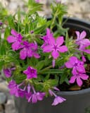 Candy Cloud Dark Pink Phlox with bright pink flowers and narrow green foliage in a nursery container