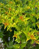 Canyon Creek Abelia with glossy green leaves and orange-red new growth