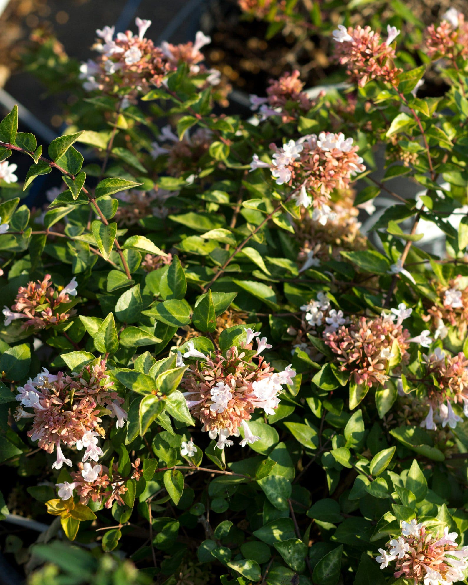 Canyon Creek Abelia