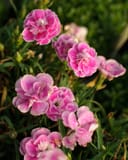 Capitan Magnifica Dianthus with ruffled pink flowers and narrow green foliage