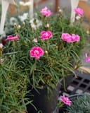 Capitan Magnifica Dianthus with bright pink fringed flowers and narrow green foliage in nursery containers