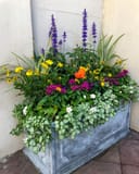 Caradonna Salvia with purple flower spikes in a colorful mixed planter