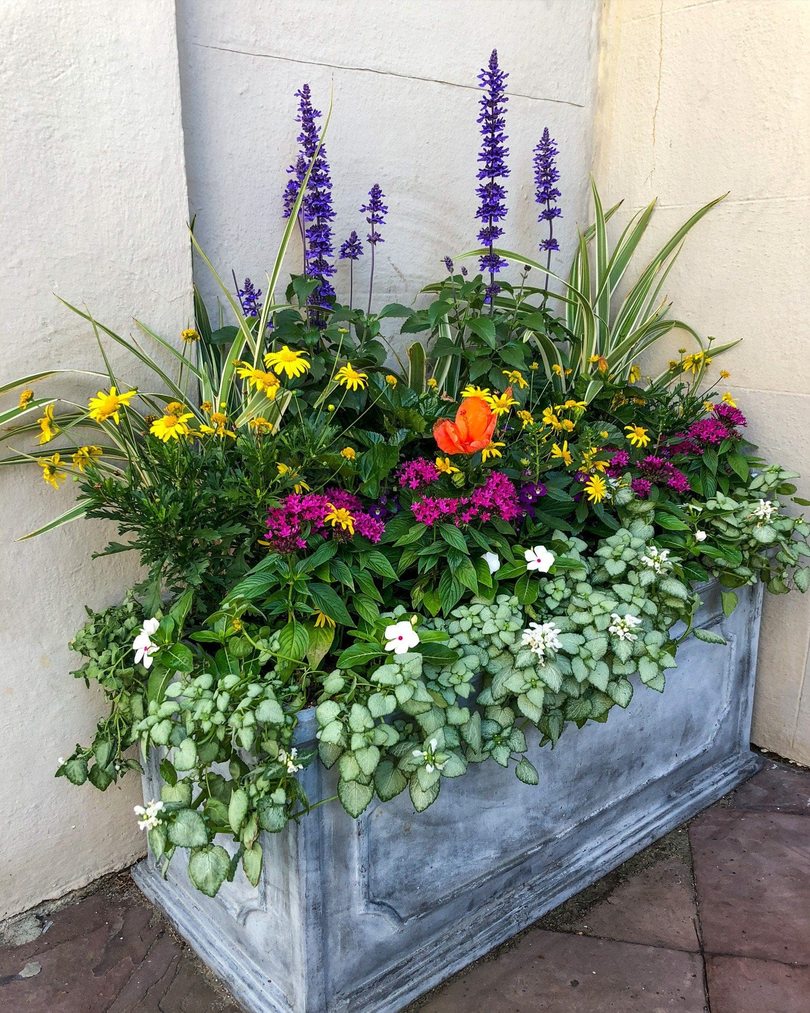 Caradonna Salvia mixed planter Caradonna Salvia with purple flower spikes in a colorful mixed planter