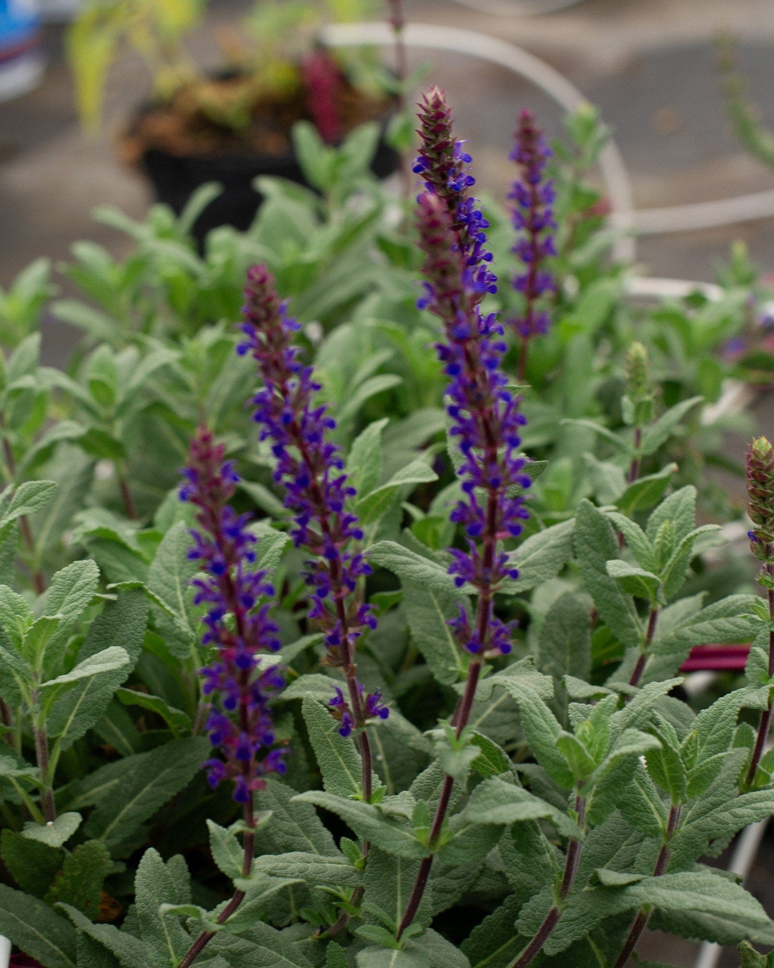 Caradonna Salvia purple flower spikes Caradonna Salvia with tall purple flower spikes and silvery green foliage in a nursery container