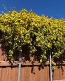 Carolina Jasmine covered in yellow flowers along a wooden fence under a clear blue sky
