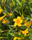Carolina Jasmine with bright yellow flowers and glossy green leaves