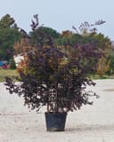 Carolina Midnight Loropetalum Espalier with dark purple foliage in a nursery container