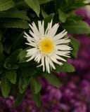 Carpet Angel Shasta Daisy with white petals and a yellow center among green foliage