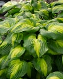 Cathedral Windows Hosta with broad green leaves marked by bright yellow centers