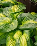 Cathedral Windows Hosta with large ribbed green leaves and bright yellow centers