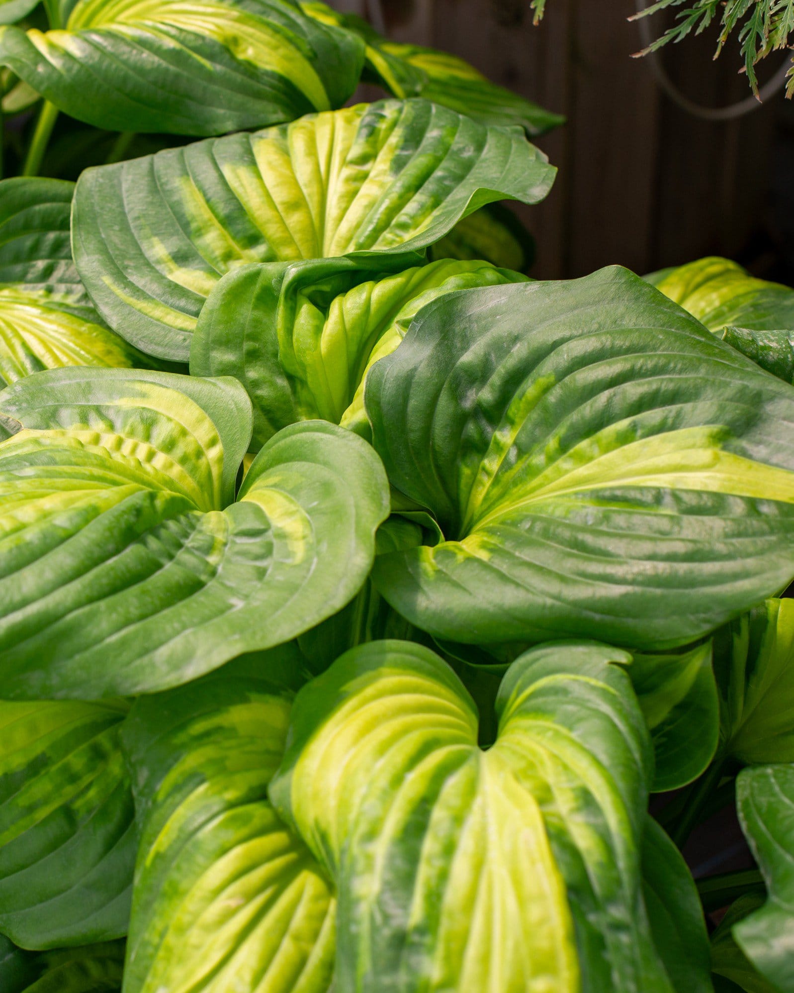 Cathedral Windows Hosta yellow centered leaves Cathedral Windows Hosta with large ribbed green leaves and bright yellow centers