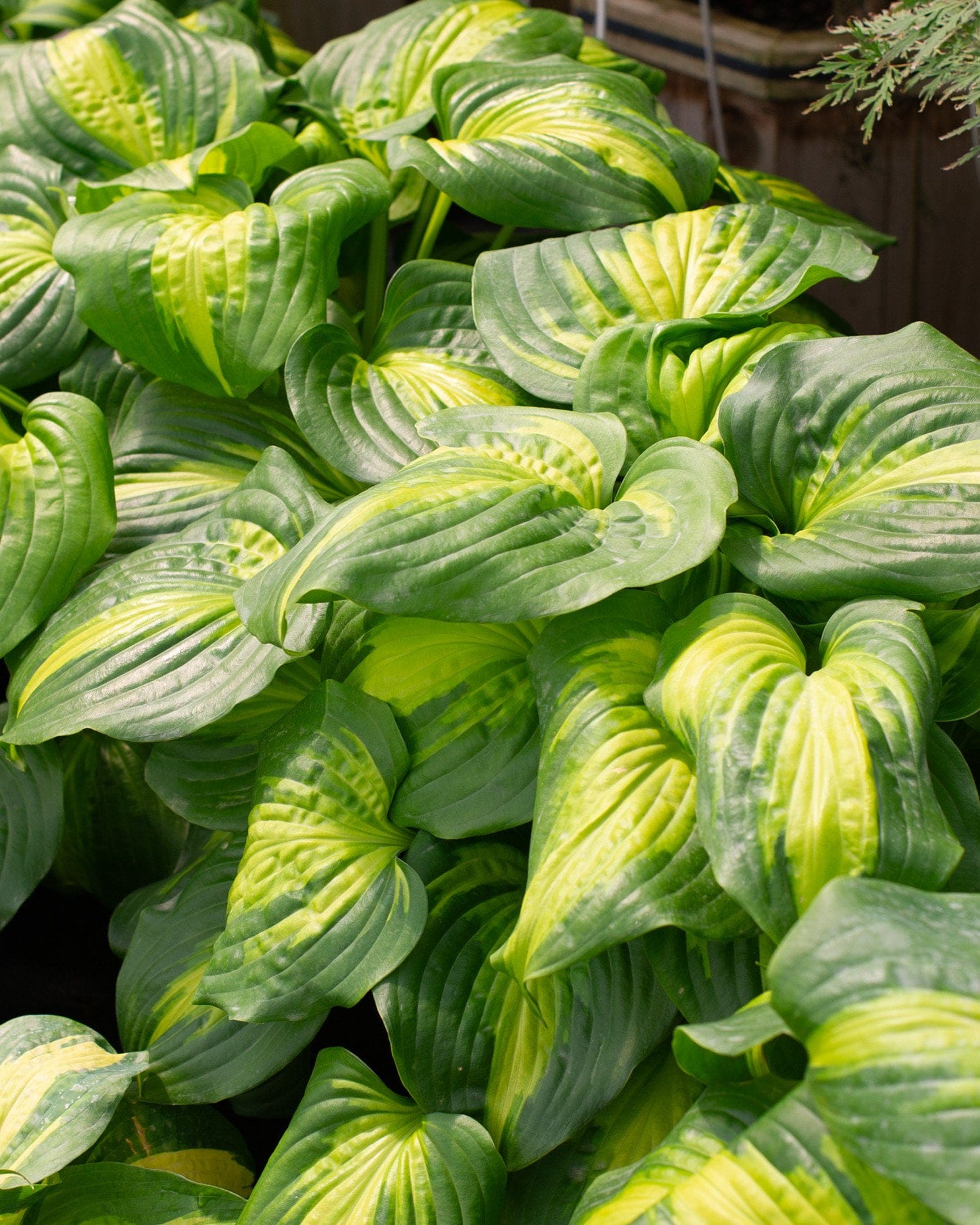 Cathedral Windows Hosta yellow centered leaves Cathedral Windows Hosta with broad green leaves and bright yellow centers