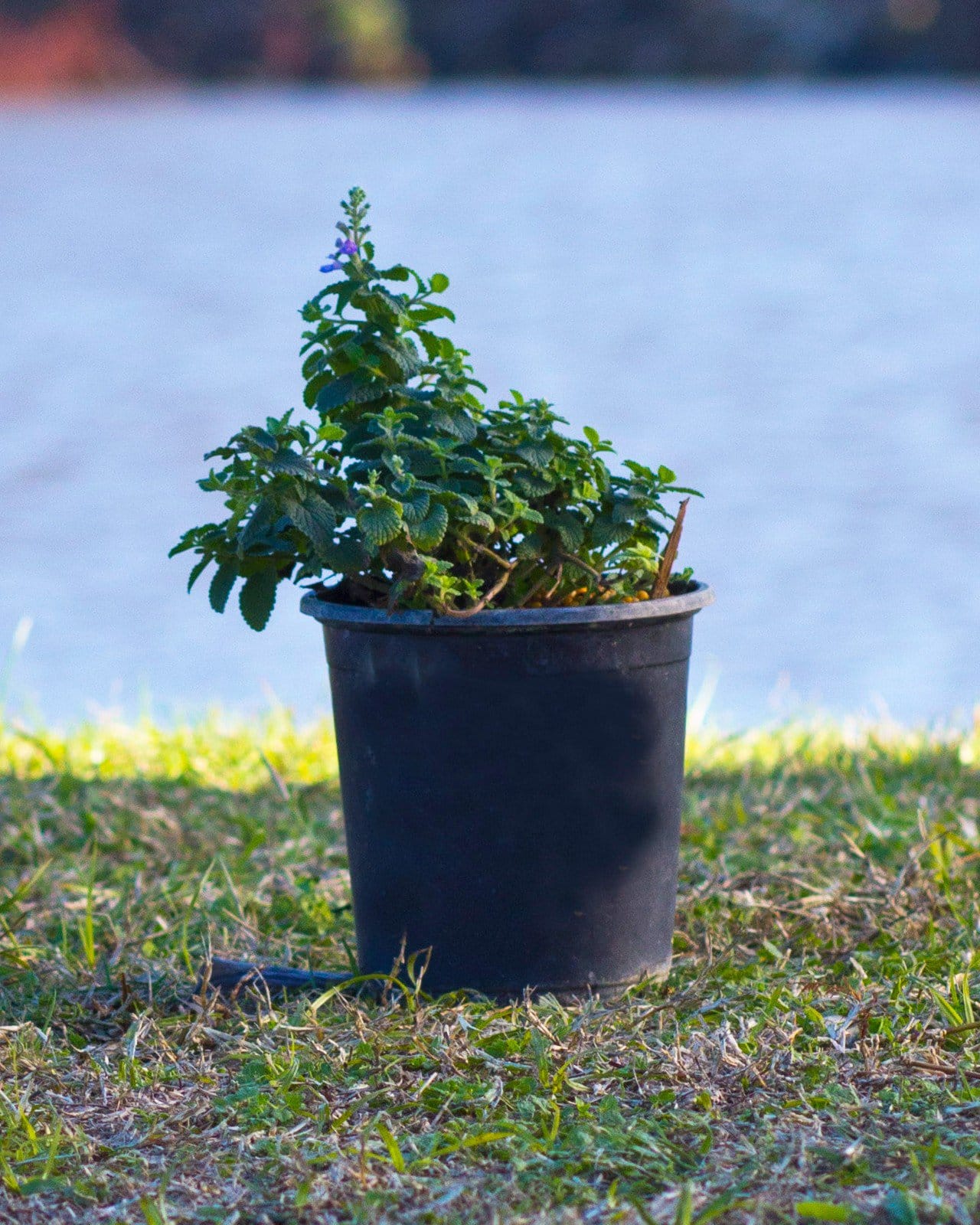 Cat's Pajamas Catmint container foliage Cat's Pajamas Catmint in a black nursery container with green foliage outdoors