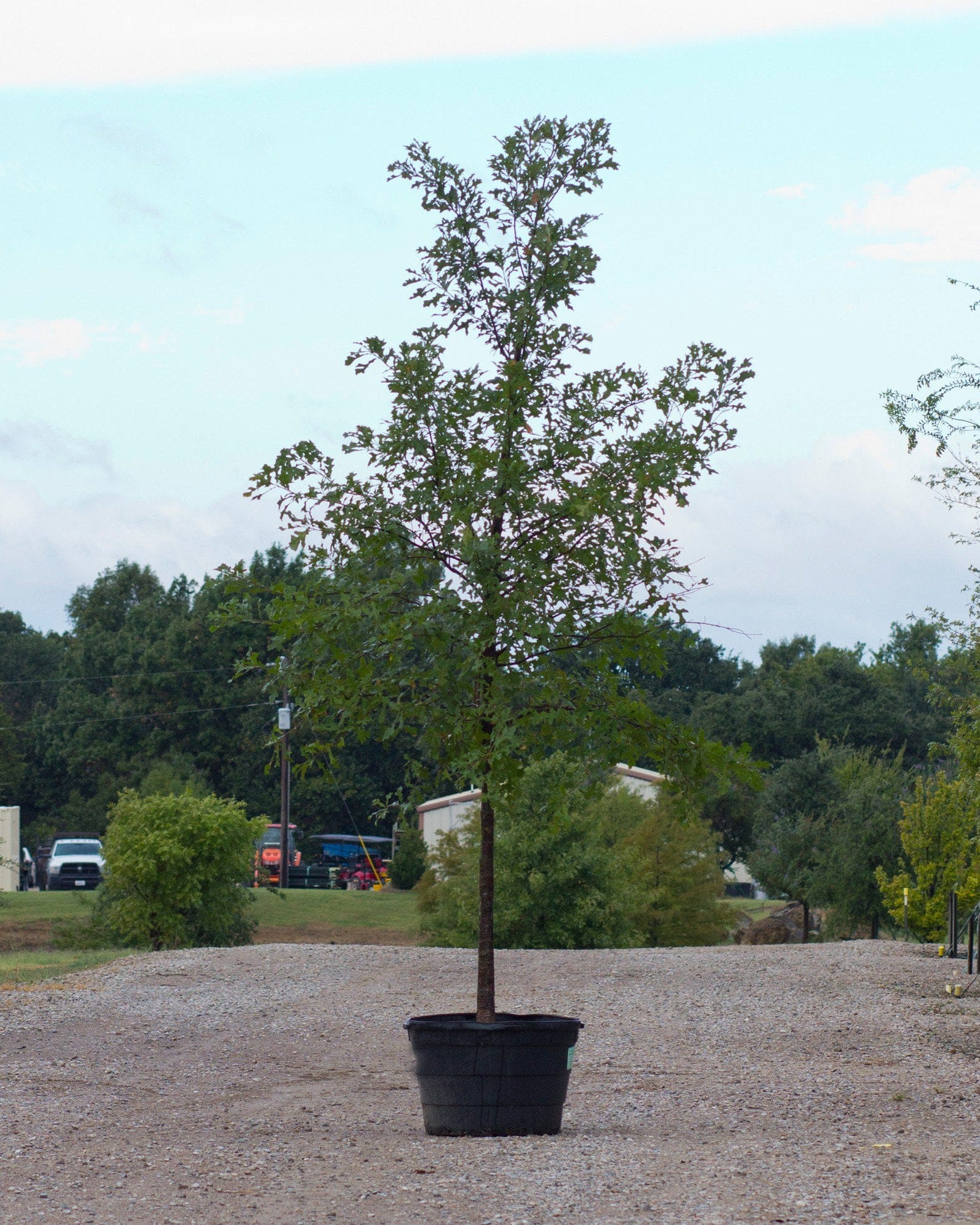 Cedar Elm