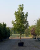 Celebration Maple in a container with a tall upright form and green foliage at the nursery