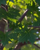 Celebration Maple with deeply lobed green leaves and branching limbs in dappled sunlight