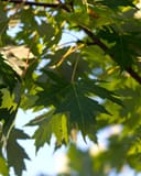 Celebration Maple with green lobed leaves lit by sunlight