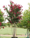 Centennial Spirit Crape Myrtle with multiple slender trunks and abundant bright pink flowers in a nursery field