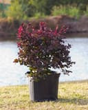 Cerise Charm Loropetalum with burgundy foliage and pink flowers in a black nursery container beside a pond