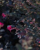Cerise Charm Loropetalum with dark foliage and bright pink fringe flowers