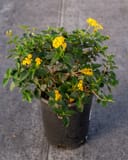 Chapel Hill Yellow Lantana in a nursery container with green foliage and clusters of bright yellow flowers