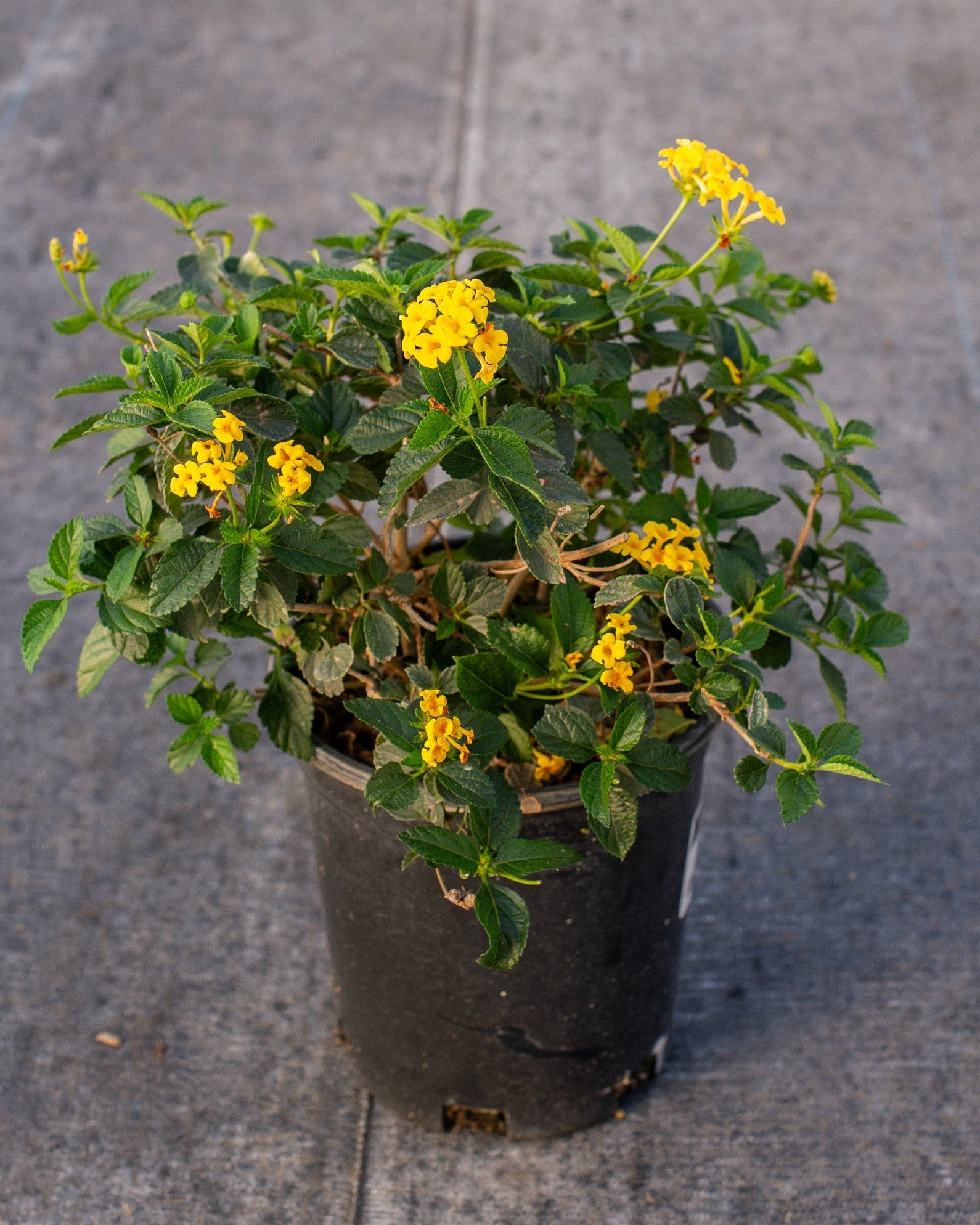 Chapel Hill Yellow Lantana yellow flowers Chapel Hill Yellow Lantana in a nursery container with green foliage and clusters of bright yellow flowers
