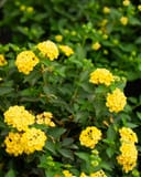 Chapel Hill Yellow Lantana with clusters of bright yellow flowers and dark green foliage