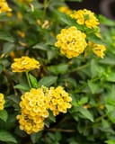 Chapel Hill Yellow Lantana with clusters of bright yellow flowers and green foliage